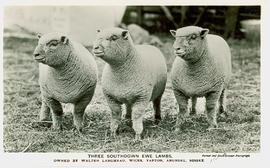 Southdown Ewe Lambs, Sussex County Show, 1928