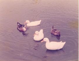 Wooton Pond, England, 1978
